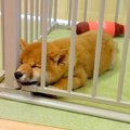 『豆柴の赤ちゃん』…