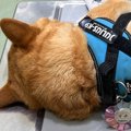動物病院で先生を待…