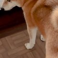 朝、家の中で『6歳の…