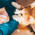 犬の飼い主が貰った…