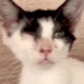 病気で倒れていた野…