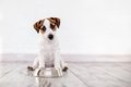 犬がご飯を食べてく…の画像