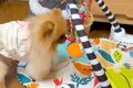 鈴の音が聞こえてき…の画像