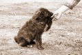 迷子犬と出会った時…の画像