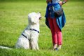 愛犬がお座り・待て…の画像