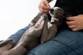 犬の『寝床の位置』…の画像