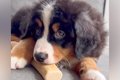 夫婦で大型犬の赤ち…の画像