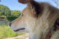車で犬とドライブ中…の画像