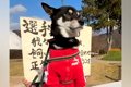 『犬の運動会』に参…の画像