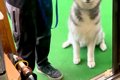 『訓練所に預けた大…の画像