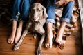 『冷静沈着な犬』の…の画像