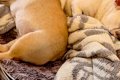 風邪気味の中、犬た…の画像
