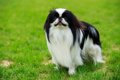 狆（チン）｜犬種の…の画像