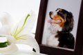 亡くなった犬の『供…の画像