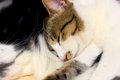 寝ている犬の上に『…の画像