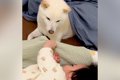 『寝る気ゼロの赤ち…の画像