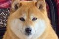 犬をシャンプーした…の画像