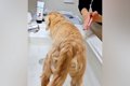 洗面所で犬の足を洗…の画像