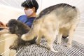 ハスキー犬が家族の…の画像