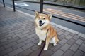 犬が『散歩に行きた…の画像