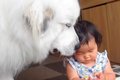 超大型犬が"子…の画像