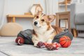 犬が危険な目にあう…の画像