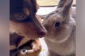 犬とウサギが一緒に…の画像
