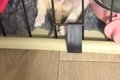 『極小子犬』を飼っ…の画像