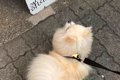 散歩中、アルバイト…の画像