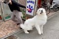 超大型犬が『病院へ…の画像