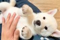 赤ちゃん犬を触って…の画像