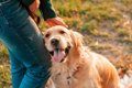 犬が飼い主に顔をこ…の画像