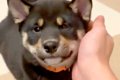 赤ちゃん犬が『遊び…の画像