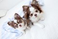 子犬が成長すると『…の画像