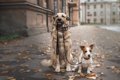 犬の多頭飼いと1頭飼…の画像