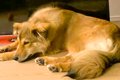 保護犬を飼った初日…の画像