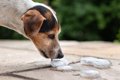 犬が『氷食症』にな…の画像