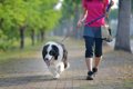 犬を散歩中『目を離…の画像