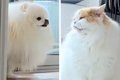 猫に育てられた犬→常…の画像