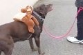 大型犬が『お友達の…の画像