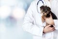 犬の『飢え死に』寸…の画像