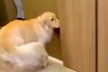 ドアを開けられるよ…の画像