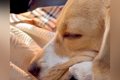 『犬を飼うことに大…の画像