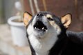 犬が『早朝になると…の画像