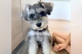 ふわふわの犬を『お…の画像