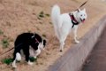 大型犬と子犬を一緒…の画像