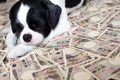 「お金がかかる犬」…の画像