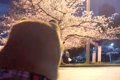 犬がいつもトイレを…の画像