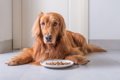 なぜ？犬がご飯を好…の画像