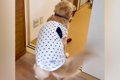 大型犬が『来客に喜…の画像
